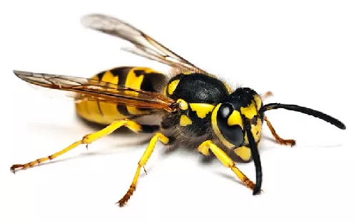 Avispas