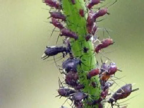Pulgon Sanidad Vegetal.