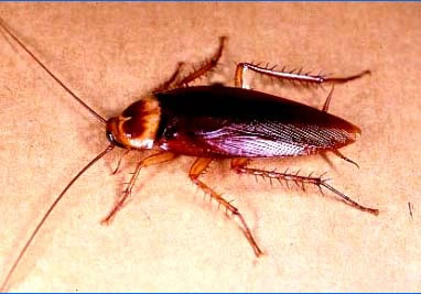 Cucarachas