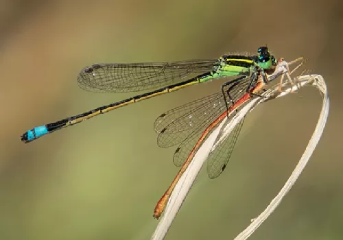 Libélula