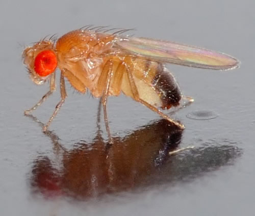Control de mosca de la fruta o de los desagües.