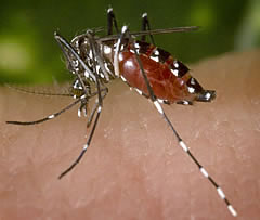 Mosquitos y enfermedades emergentes, control de plagas.