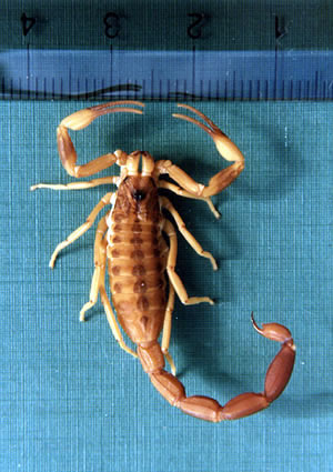 Alacranes