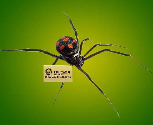 Araña Viuda Negra