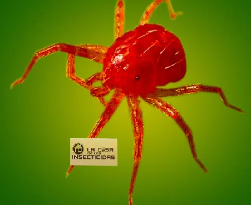 Arañuela Roja