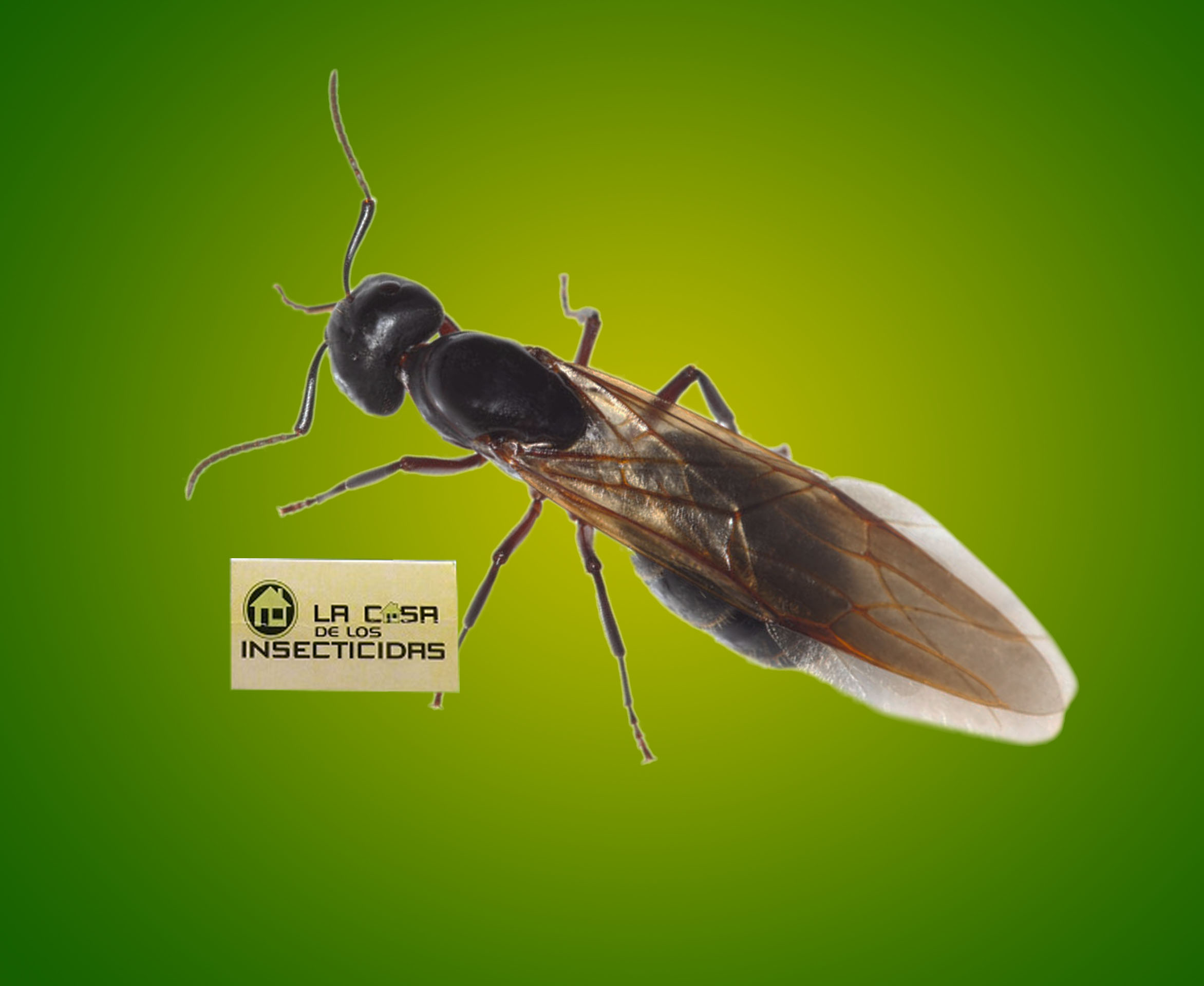 Hormigas con alas voladoras  ¿Que son y cómo se combaten?