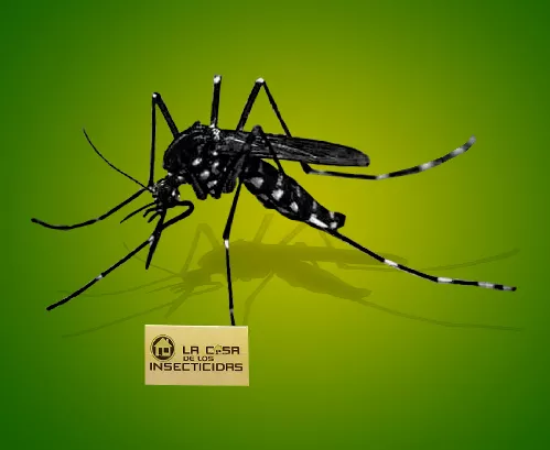 Mosquito Aedes Aegypti