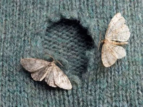 Polilla de la Ropa