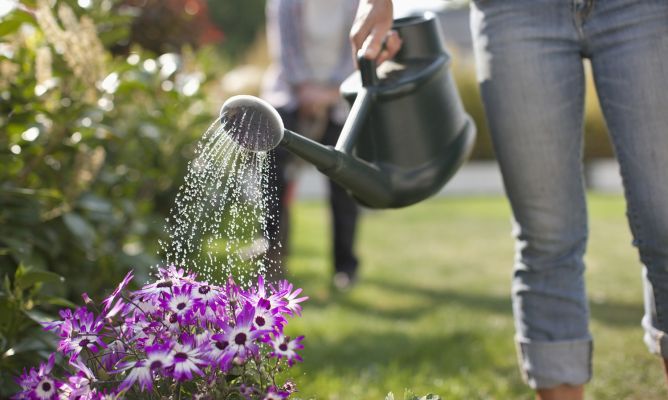 La importancia del riego en la sanidad vegetal.